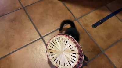 Imma smol turtle - it started accidentally days ago, now he does that on purpose.