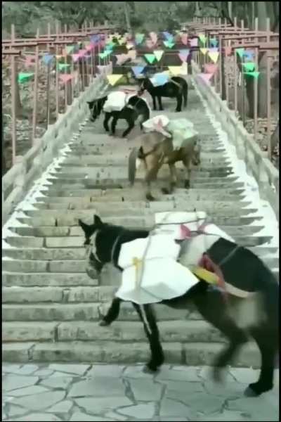 Donkeys who understand physics know the easiest way to climb a steep staircase.