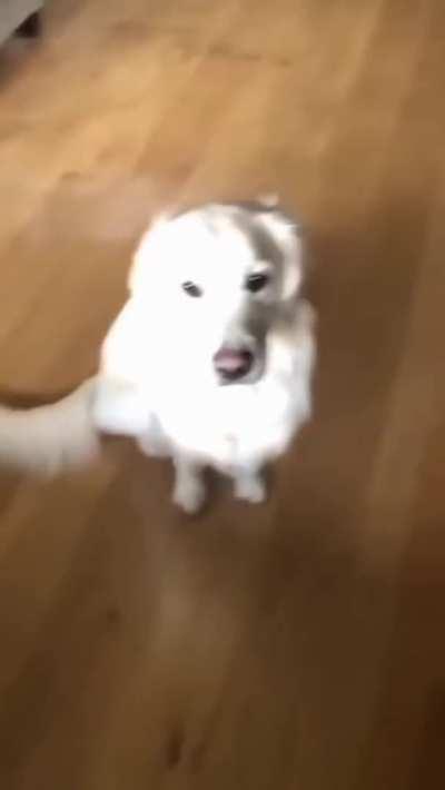 The Dog was utterly betrayed