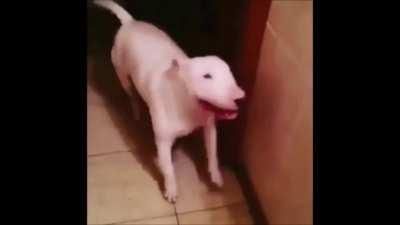 Walter do be dancing to Xue Hua Piao Piao Bei Feng Xiao Xiao doe