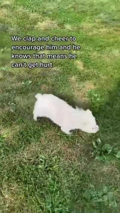 Blind Dog realizes its Safe to run in an open field