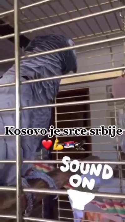 Animal kingdom is proud Serbia supporter ‼️🇷🇸☦️