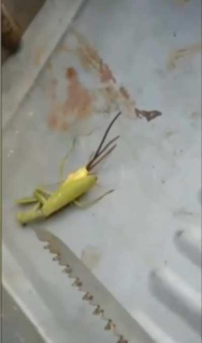 parasite living inside a preying mantis