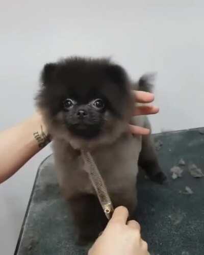 Haircuts? More like hair-cutes!