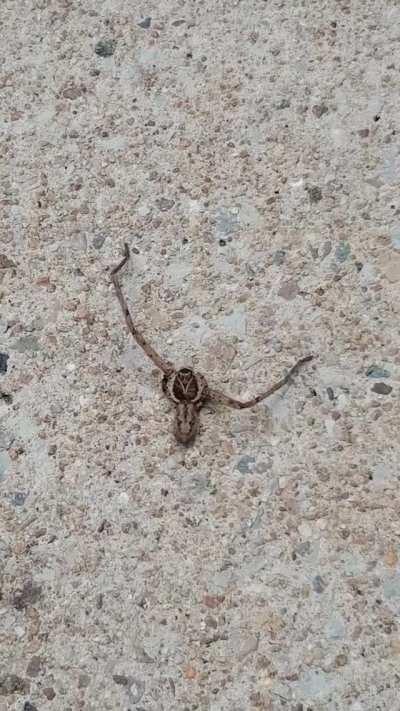 This two-legged spider has no problem getting around