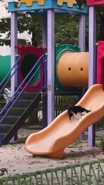 Kitten playing on slide