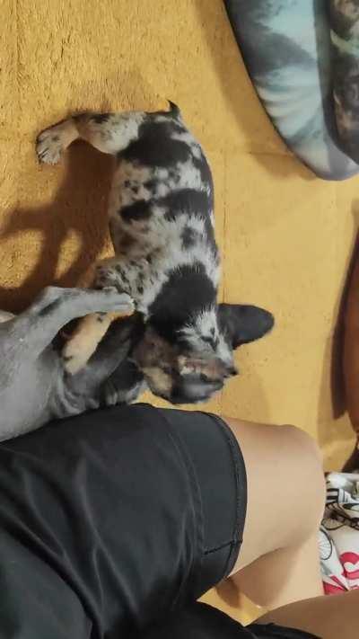 Así jugan todo el día 