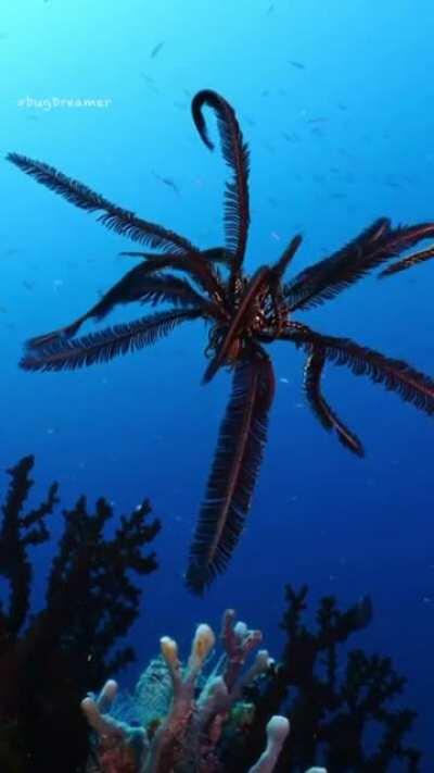 This Feather Star filmed swimming in Papua New Guinea.
