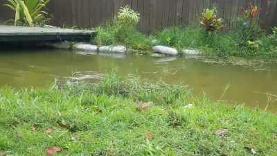 Crocodile comes when calling its name...