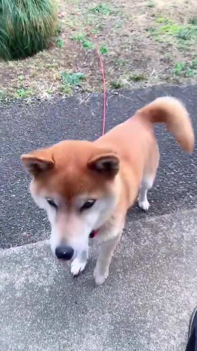 Funny dog videos latest on the 🐶 🐕