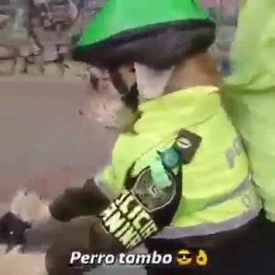 Perro tombo 😎👌