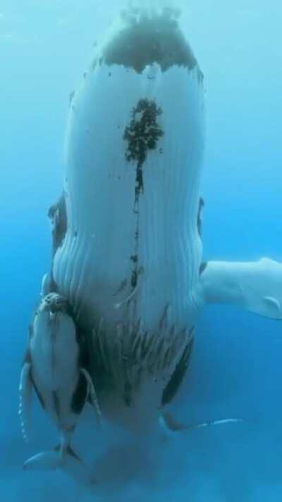 Humpback whale with it's baby