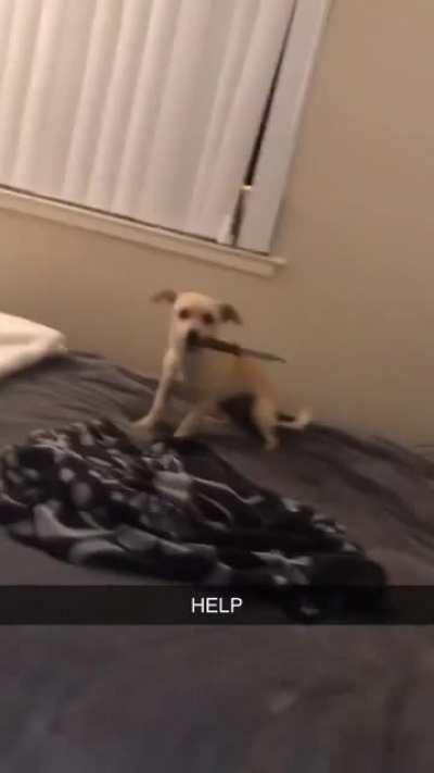 Deadly Dog 🔪🔪🔪