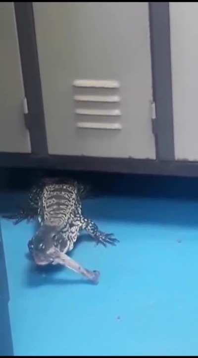 Se metió un tolagar en el comedor 