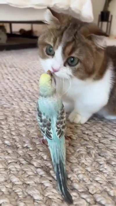 Cats are really Cute! 