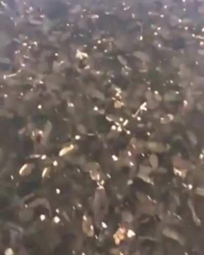 That’s a pretty big dog