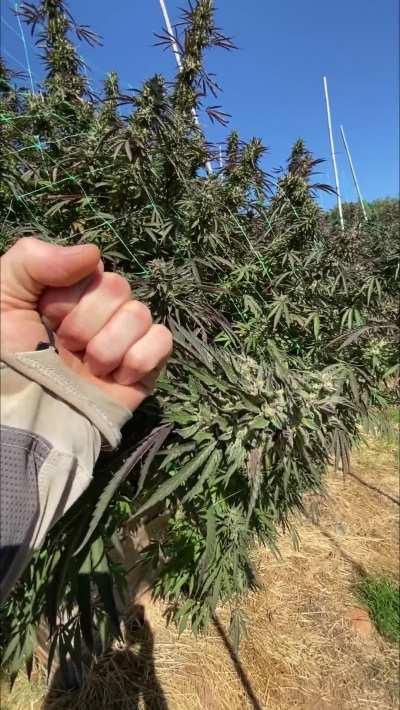 Absolute unit plant I grew