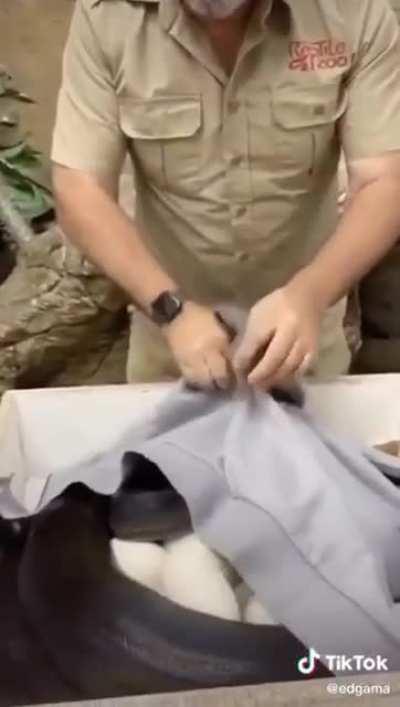 Bringing back some nice eggs