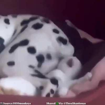 PoOr KiTtEn BeAt To DeAtH