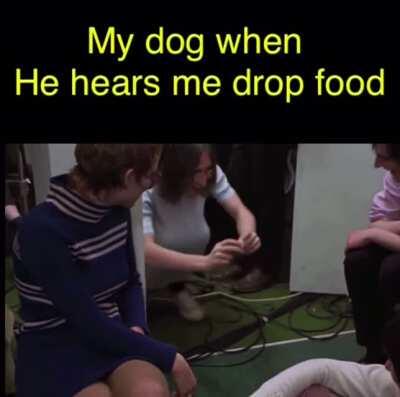 Hey bulldog you drop that!