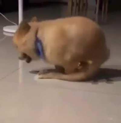 Who am I to judge? Have your fun, little doggo.