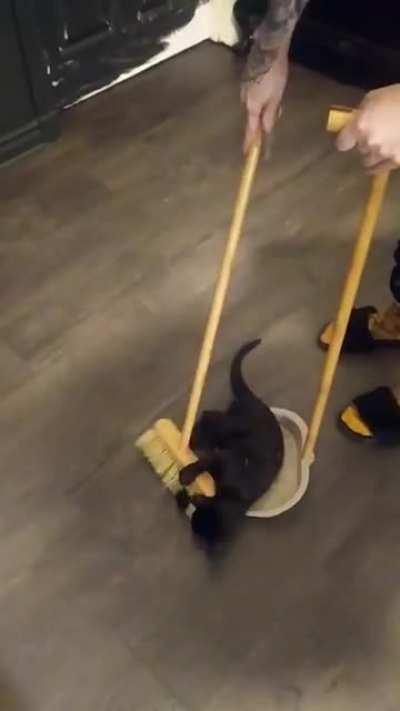 CLEAN UP CAT (don't judge my walls I'm decorating!)