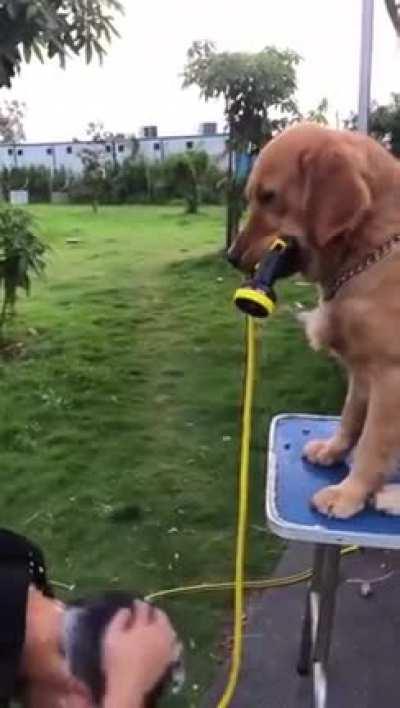 Golden Golden shower