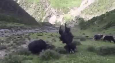 🔥This Yak becomes an accidental acrobat after charging a rival. 🔥