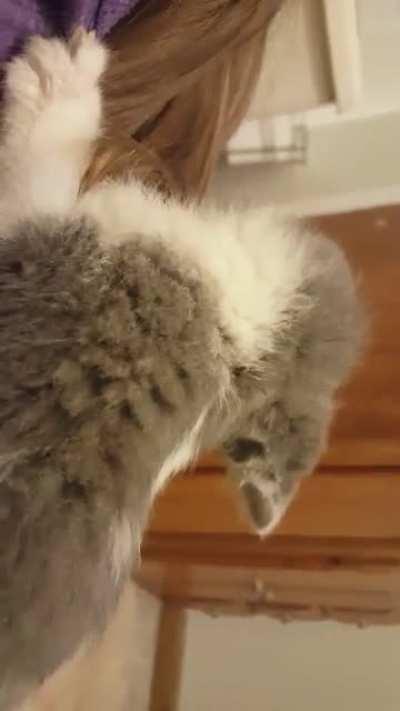 Smol criminal not being taken in without a fight.