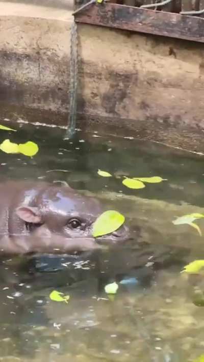 Moo Deng and Her emotional support leaf