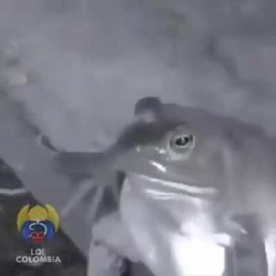 SORRYYY tururu tu tururu