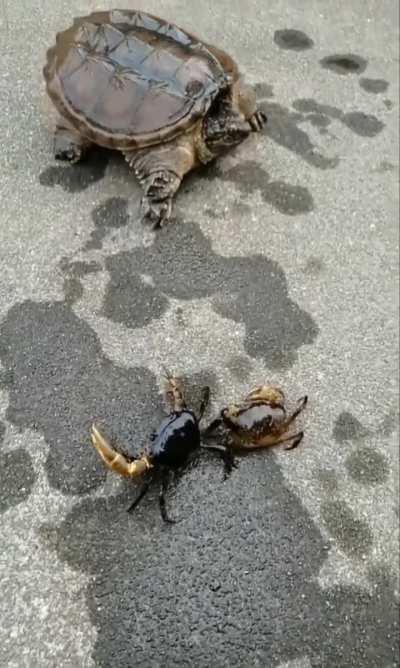 Hungry Turtle Eyes Crabs for Dinner