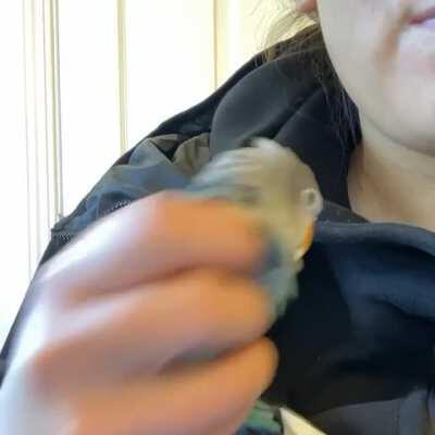 Hi everyone! I’m new to Reddit, wanted to show you my lovebird’s yawn because that’s how I feel on this Monday