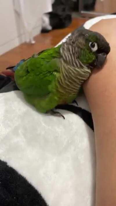 AffectionateBirb