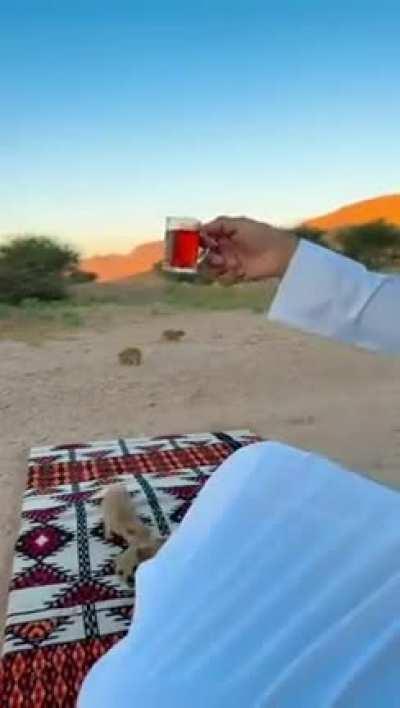 🔥 Hyraxes also called dassies, are small, thickset, herbivorous mammals in the order Hyracoidea. Hyraxes are well-furred, rotund animals with short tails. Typically, they measure between 30 and 70 cm (12 and 28 in) long and weigh between 2 and 5 kg (4 and