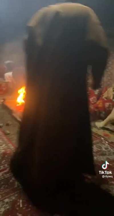 When your cat bothers your guests