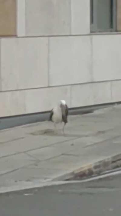 Seagull eating a rat whole