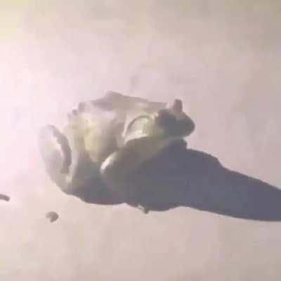 frog