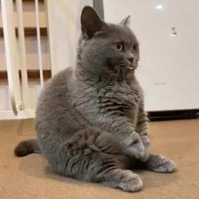 Again not my chonk but still a chonk