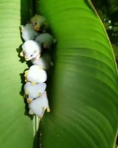 The Honduran White Bat is one of approximately 22 known species of bats that roost within leaf 