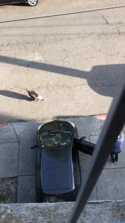 Jerky turkey claiming his block