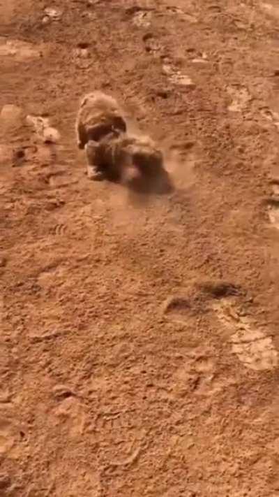 Жизнь на Марсе. Доказательство. Марсианский Пёсель!