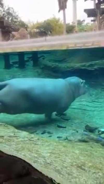 Majestic Hippo Swimming