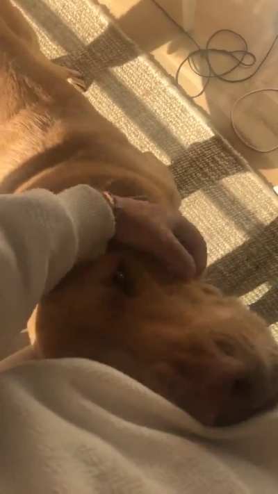 He needs his daily dose of pets and love 💗