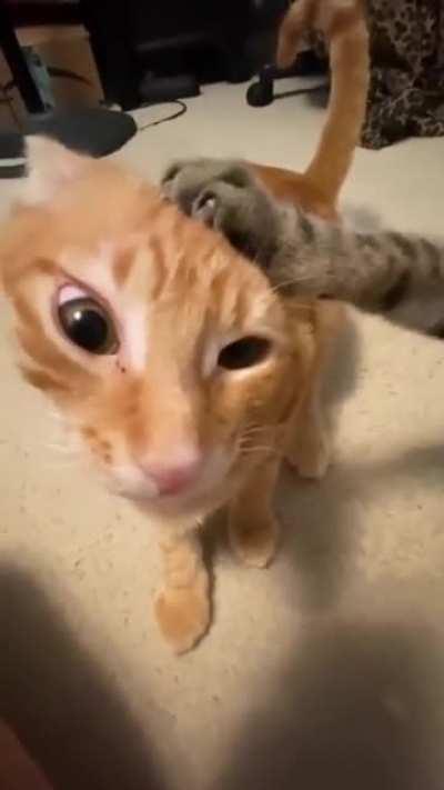 Gato guloso e egoista nao deixa seu irmao comer