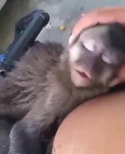 Ei, ei Jade, acorda Jade!