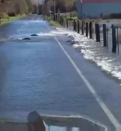 Salmon swimming across a flooded road