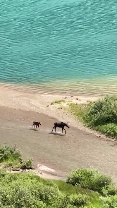 🔥 A mama moose and her calf enjoying a breath taking stroll through Glacier National Park