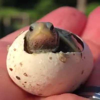 🔥 A baby turtle is being born.