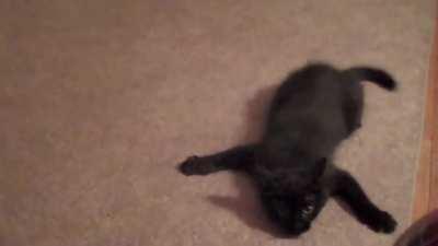 Feline identity crisis